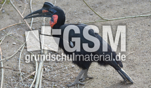 Nördlicher Hornrabe (1).jpg